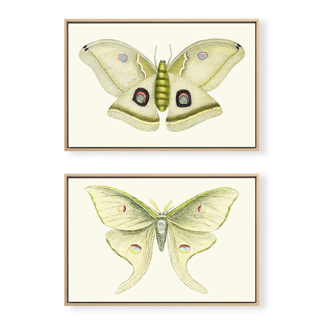 Solstice Butterfly Pair