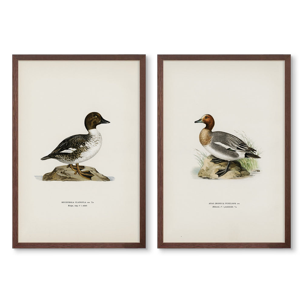 Vintage Ducks Pair No.1