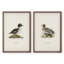 Vintage Ducks Pair No.1