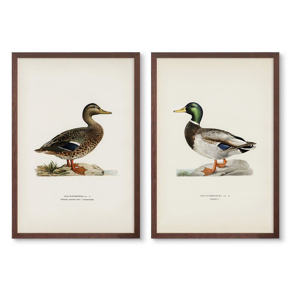 Vintage Ducks Pair No.2