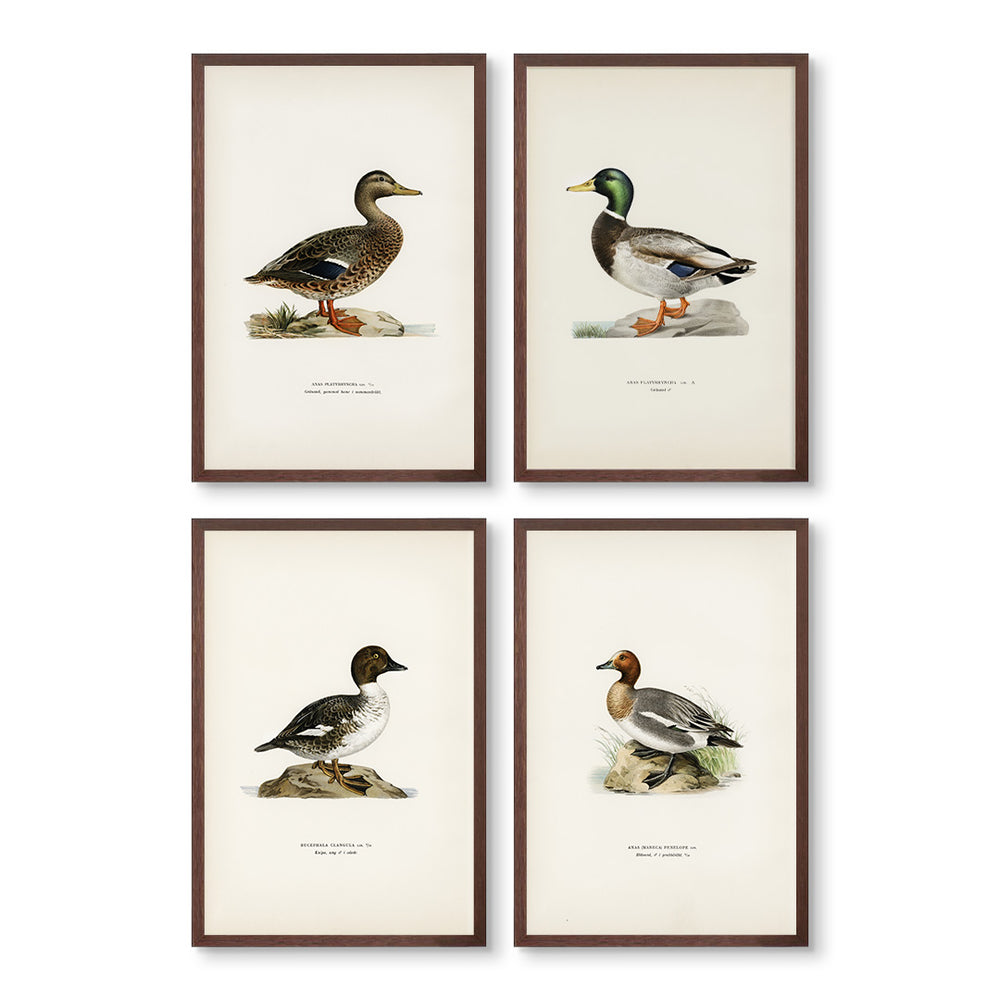 Vintage Ducks Set of 4