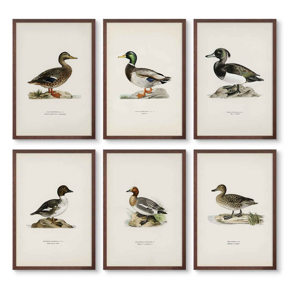 Vintage Ducks Set of 6