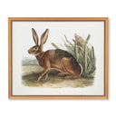 Vintage Hare