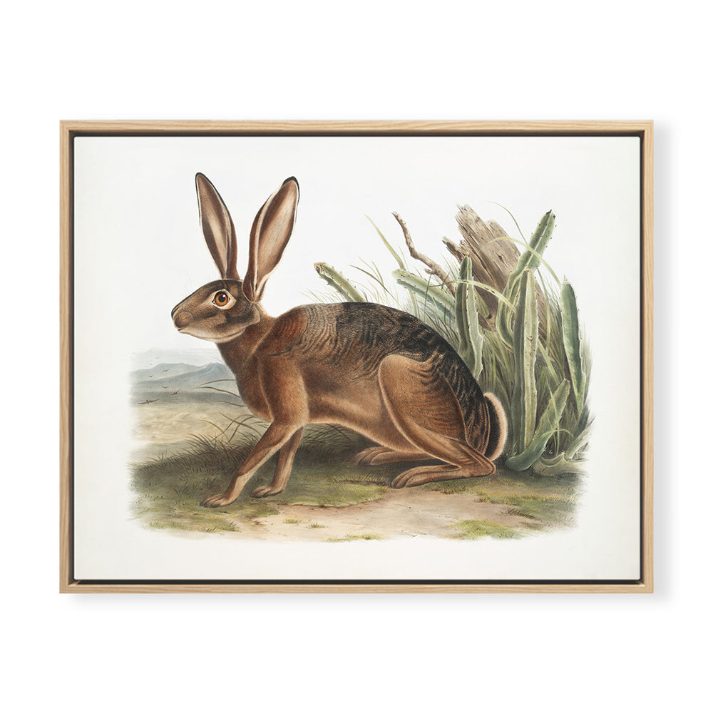 Vintage Hare