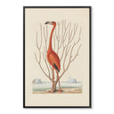 Vintage Flamingo Standing