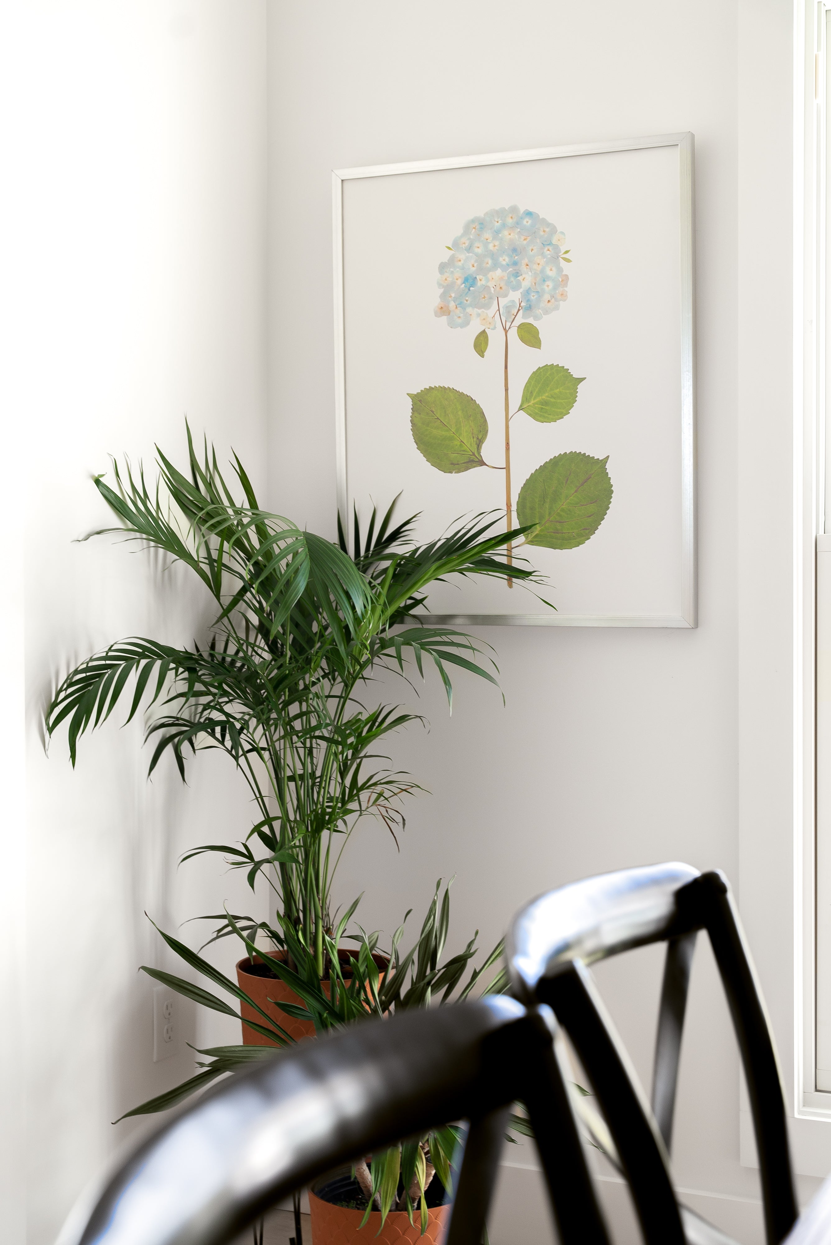 Live Real Hydrangea Art Prints | Multiple Sizes Available | Wholesale –  Urban Garden Prints