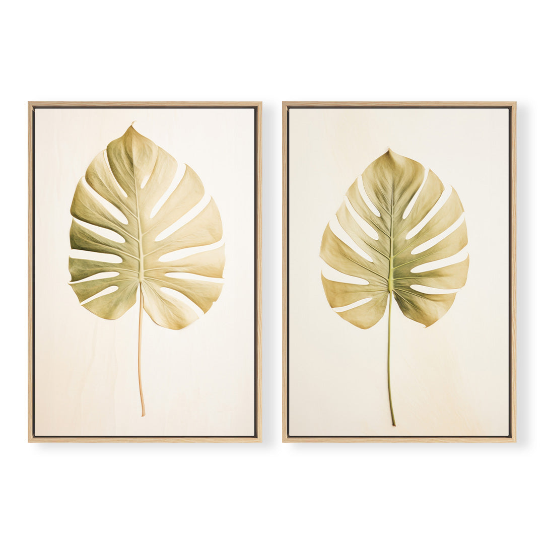 Regal Monstera Pair