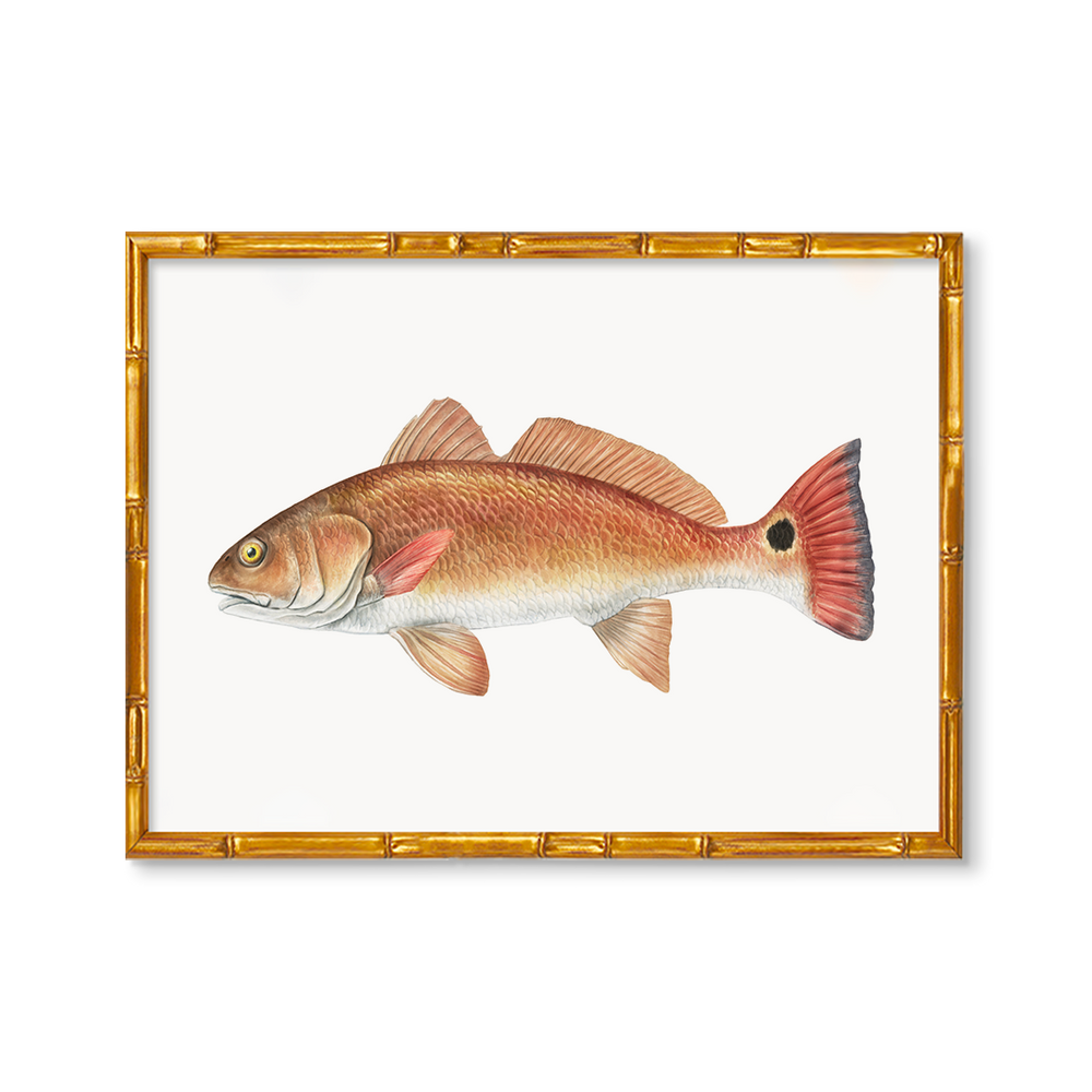 Redfish by Charleston Blonde