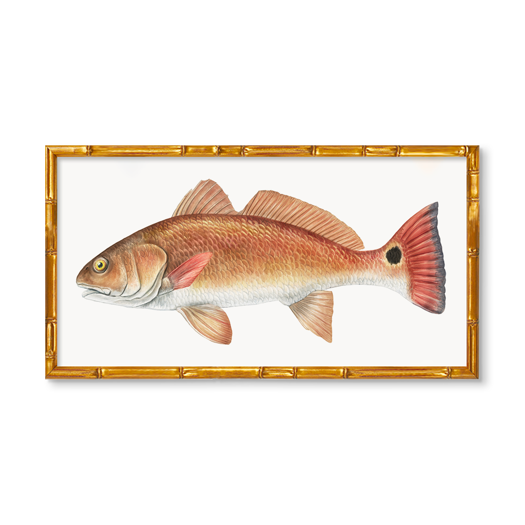 Redfish by Charleston Blonde