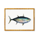 Skipjack Tuna by Charleston Blonde