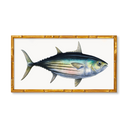 Skipjack Tuna by Charleston Blonde