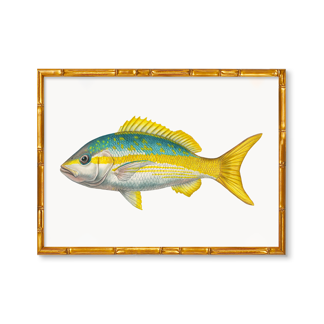 Yellowtail Snapper by Charleston Blonde