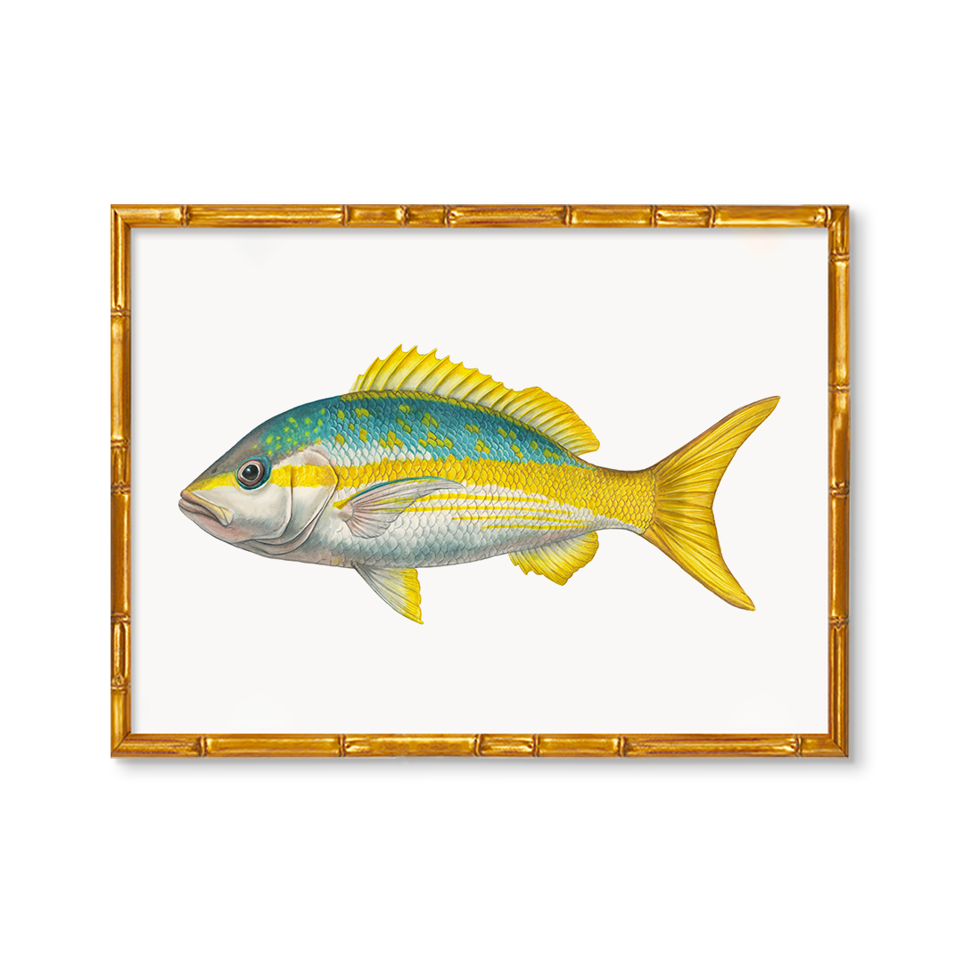 Yellowtail Snapper Drawing Yellowtail Snapper
