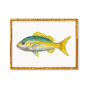 Yellowtail Snapper by Charleston Blonde