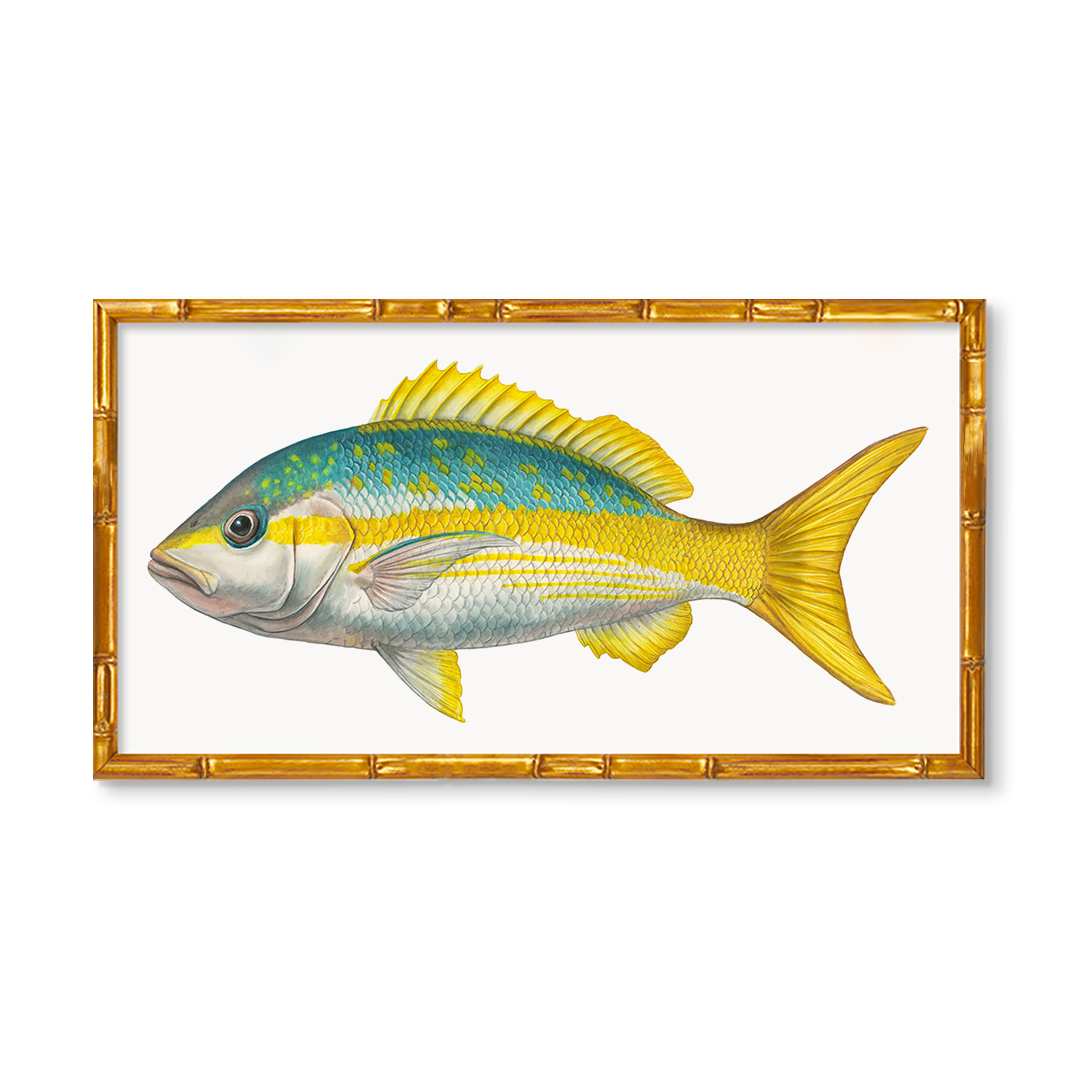 Yellowtail Snapper by Charleston Blonde