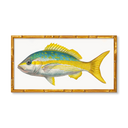 Yellowtail Snapper by Charleston Blonde