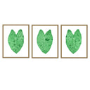 Elephant Ear Trio