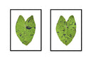 Elephant Ear Pair
