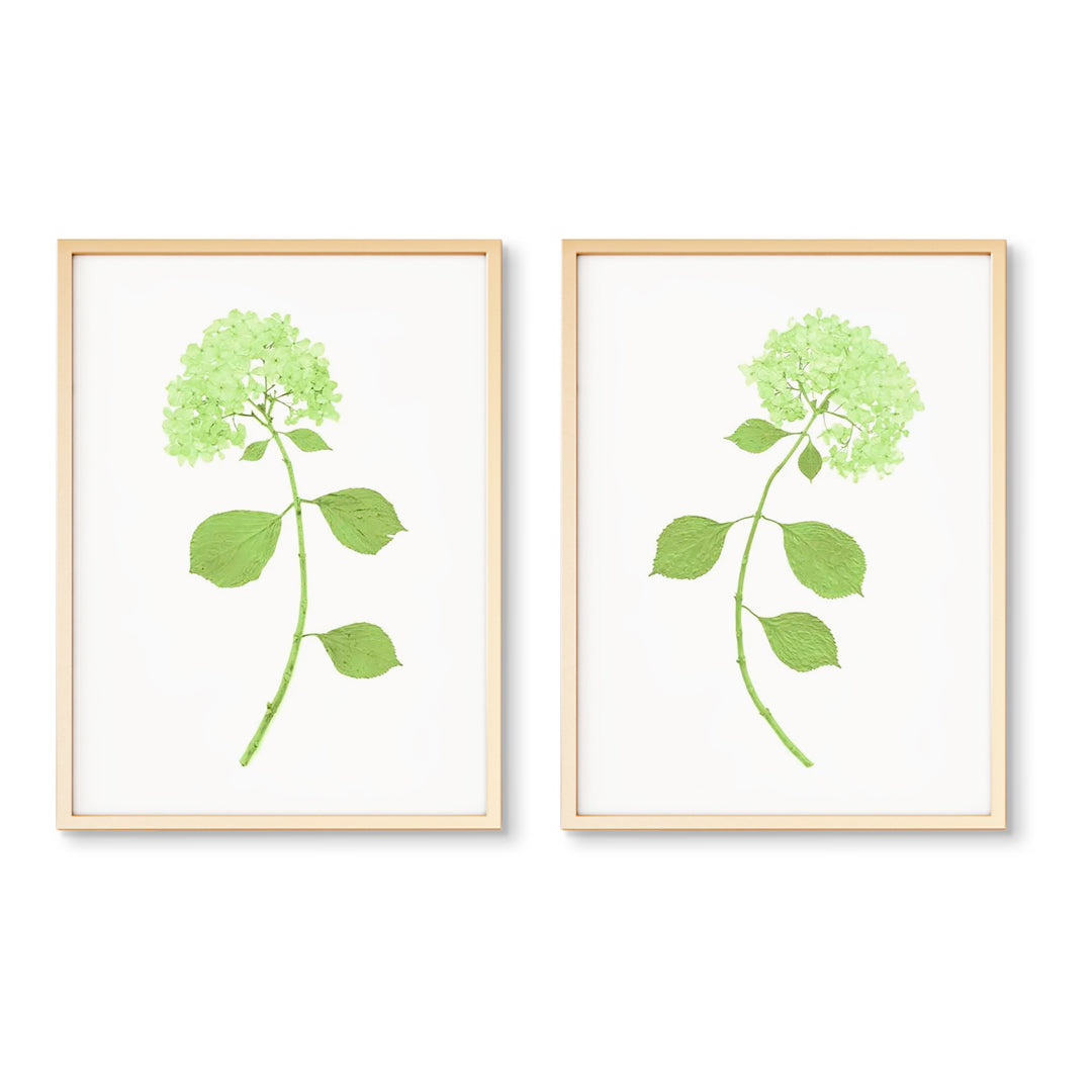 Dried Hydrangea Pair | Southern Inspired Art | Hydrangeas Prints