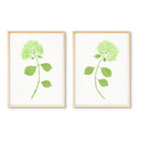 Dried Hydrangea Pair No. 1