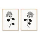 Dried Hydrangea Pair No. 1