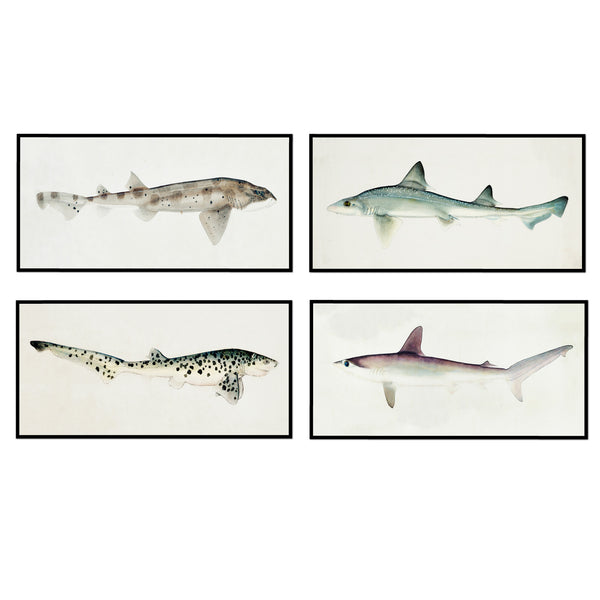 Vintage Shark Set of 4 | Coastal Shark Collection – Urban Garden Prints