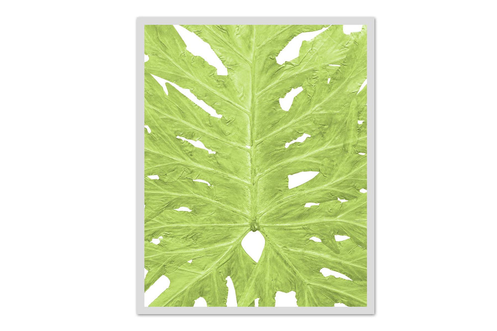 Philodendron Leaf Closeup