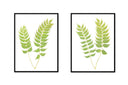 Holly Fern Pair