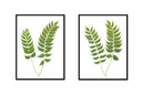 Holly Fern Pair