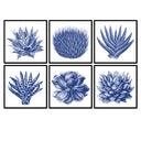Succulent Illustration Set of 6