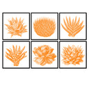 Succulent Illustration Set of 6