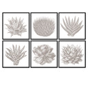 Succulent Illustration Set of 6