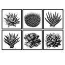 Succulent Illustration Set of 6