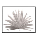 Fan Palm