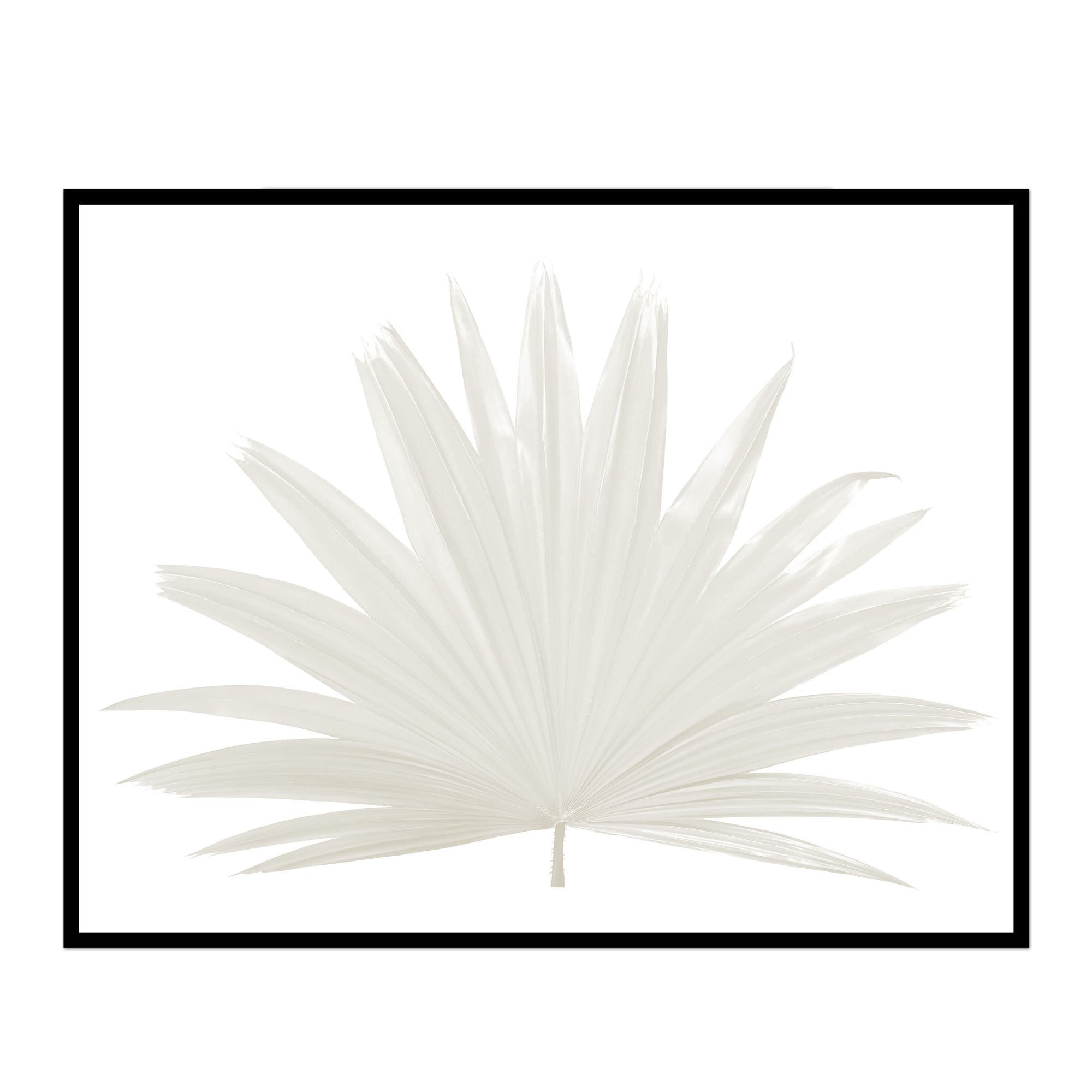 Fan Palm - Midnight Blue