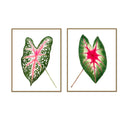 Caladium Pair