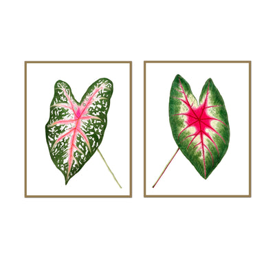 Caladium Pair