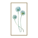 Vassar Blue Dandelion