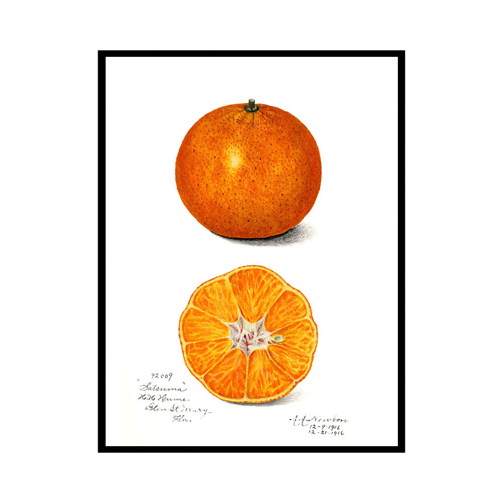Vintage Orange