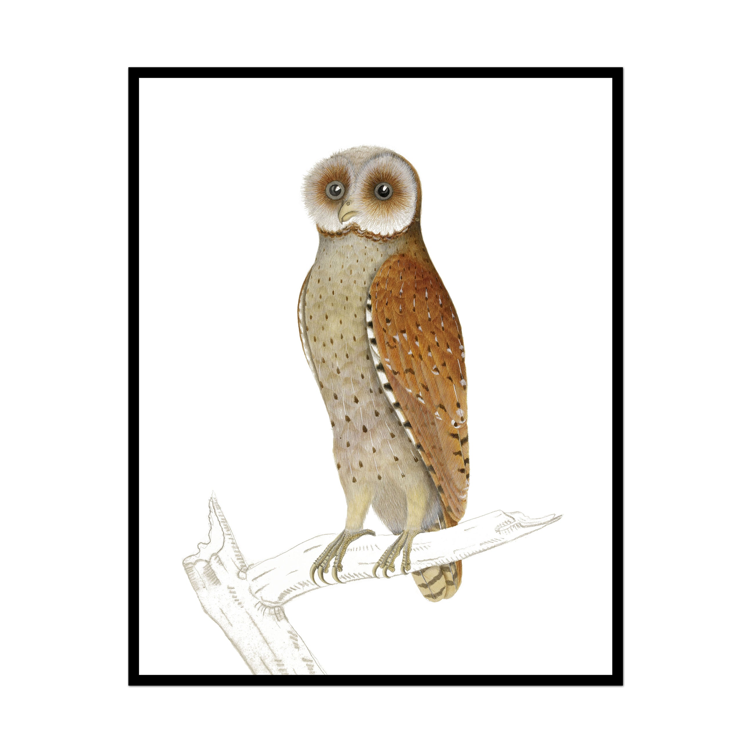 Vintage Owl Art Print High End Giclee Illustration Wall Art