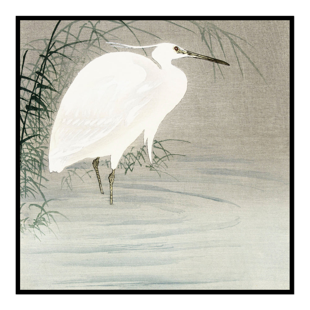 White Crane in the Reeds