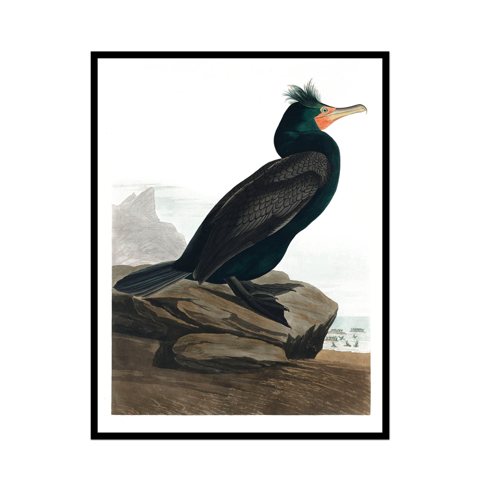Vintage  Dark and Coral Beak Shorebird