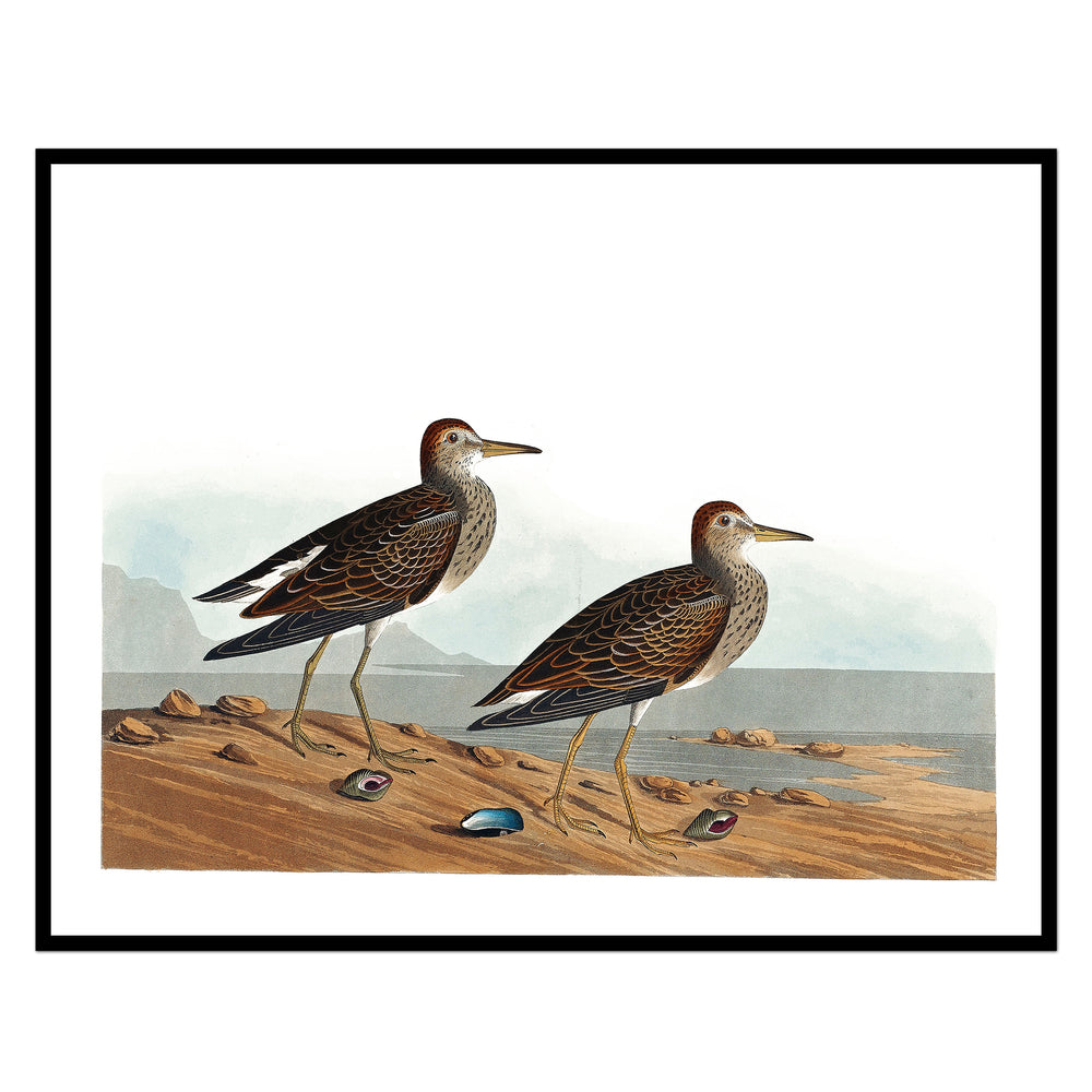 Vintage Two Shorebirds