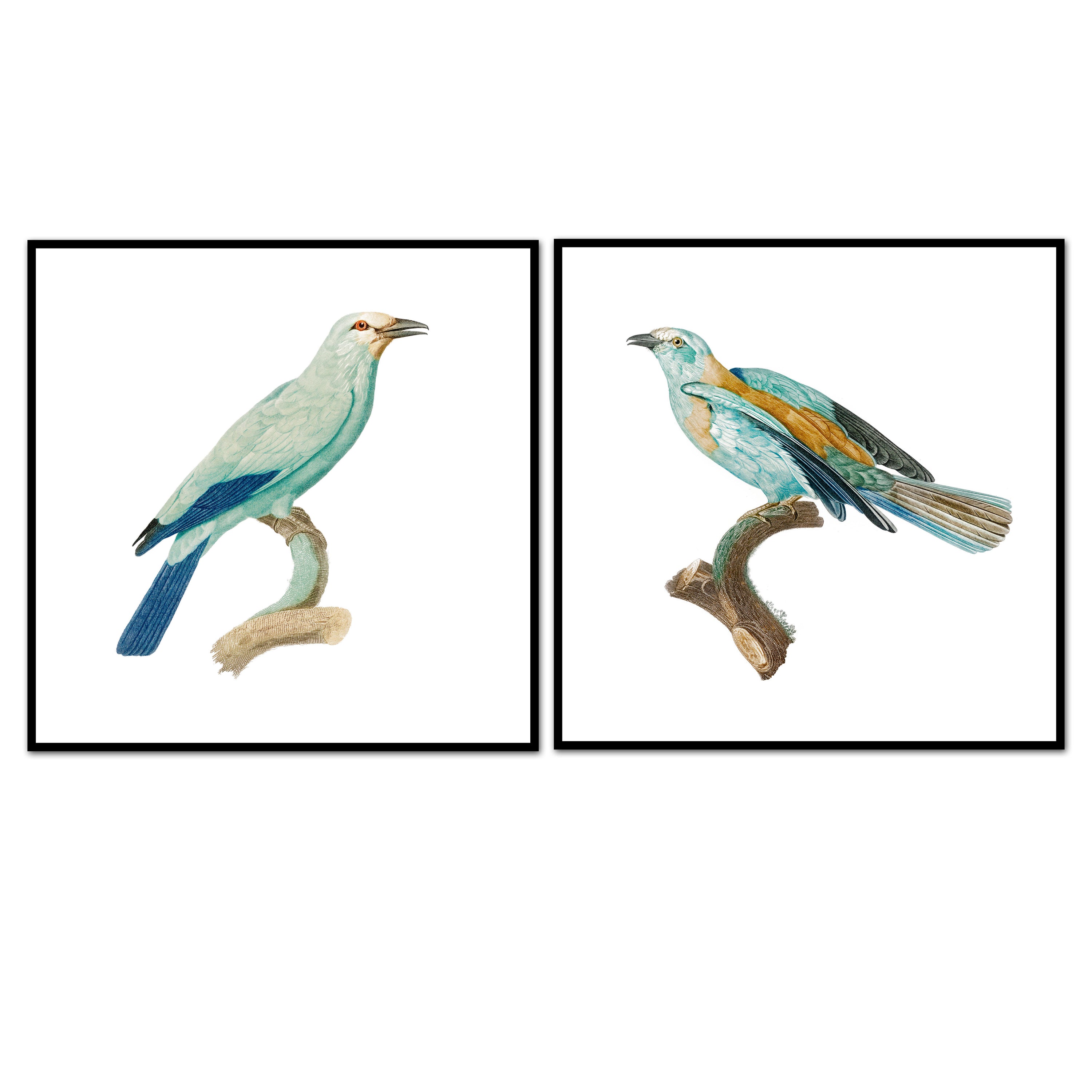 Birds of Turquoise Pair No. 2