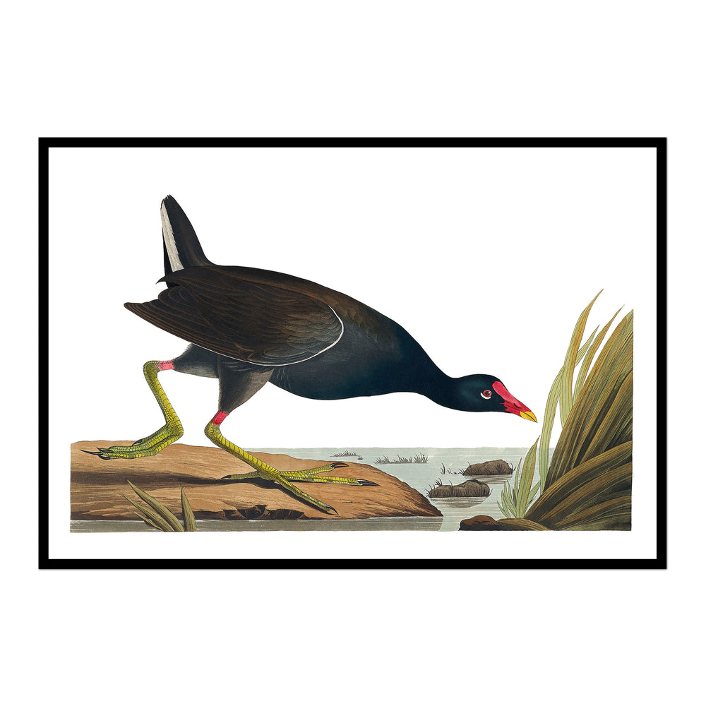 Vintage Black Marsh Bird No. 1