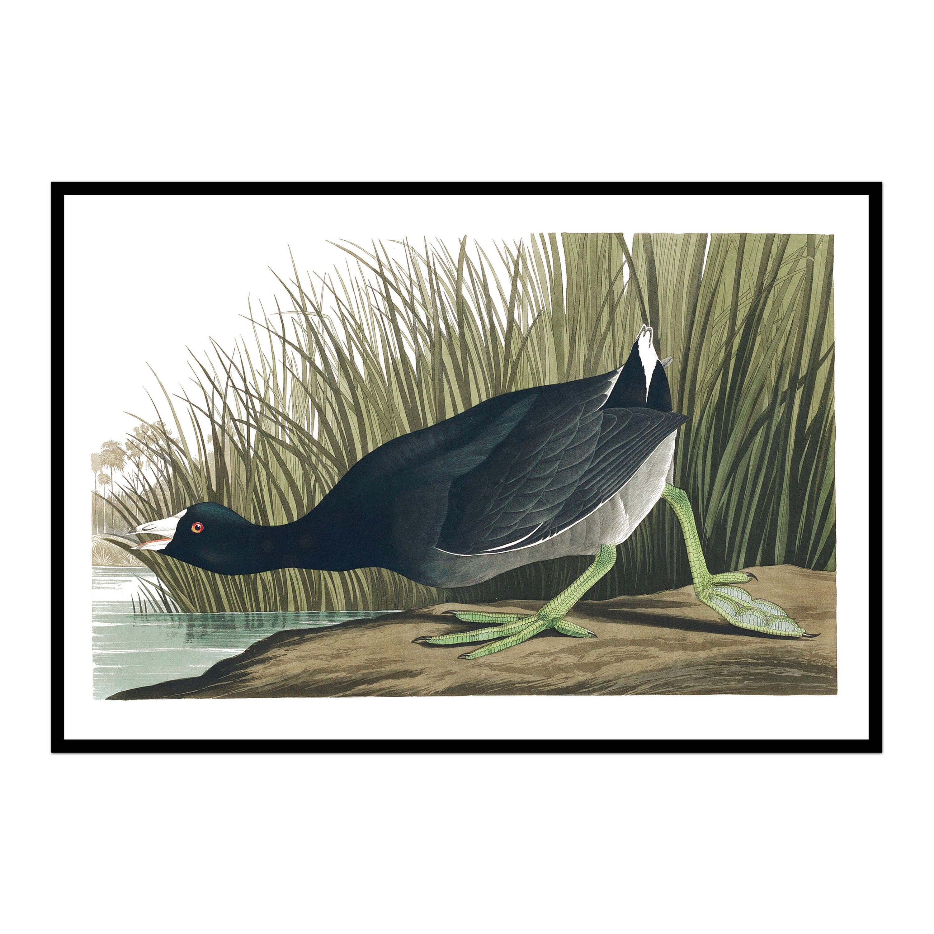 Vintage Black Marsh Bird No. 2