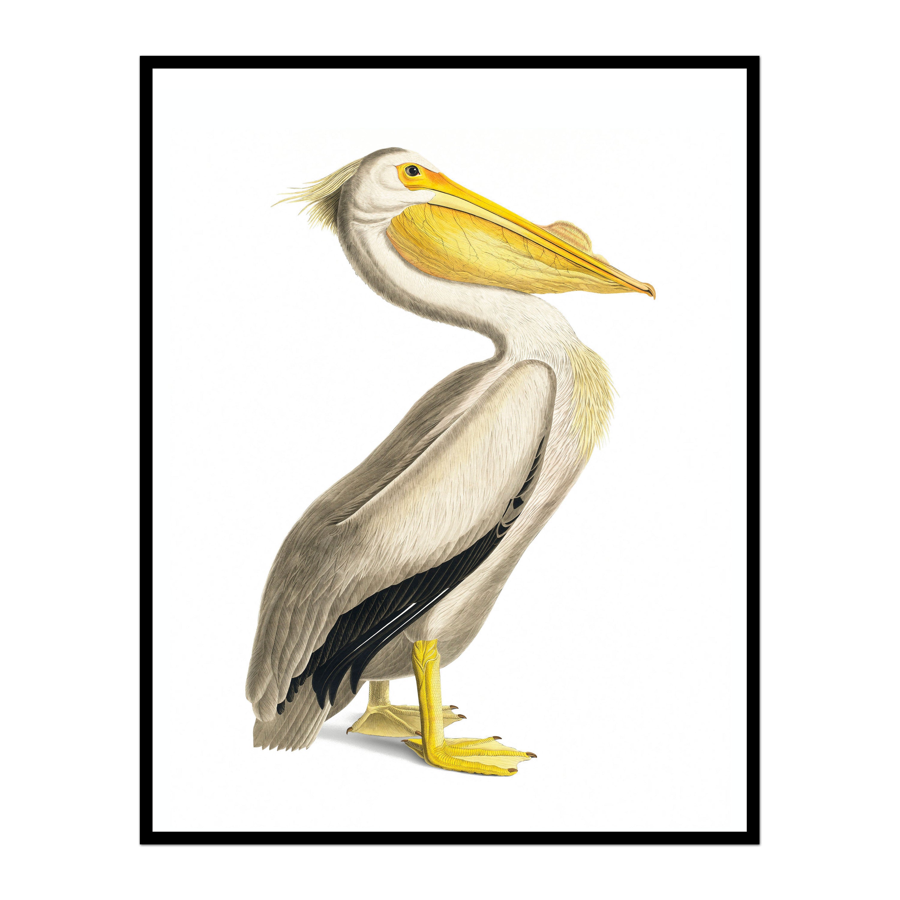 Vintage Royal Pelican