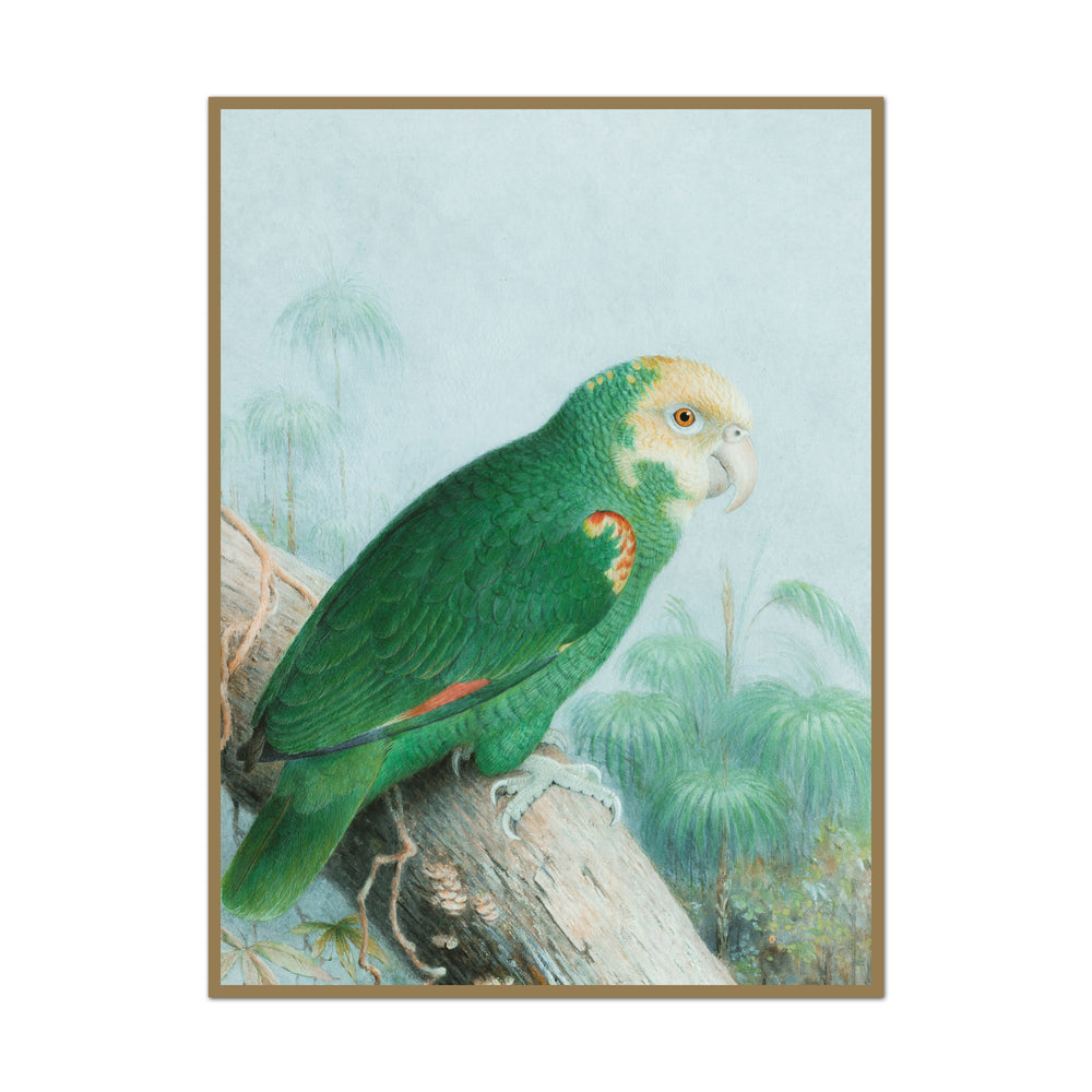 Tropical Parrot No. 1