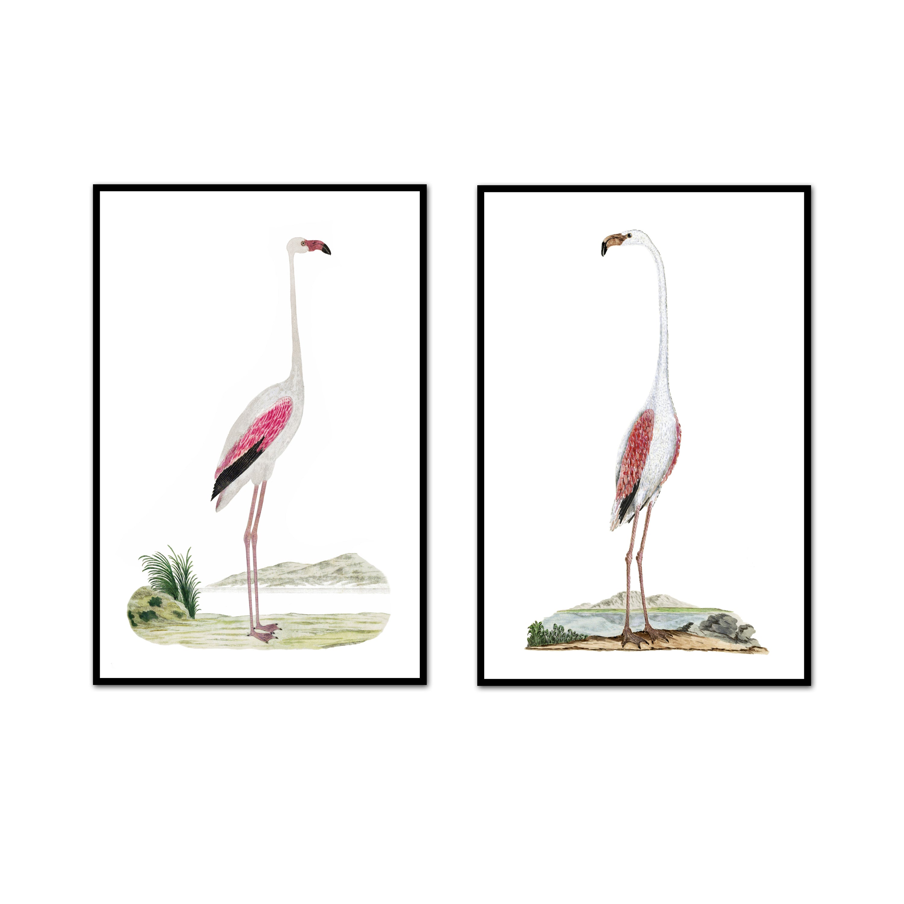 Flamingo Beauty Pair