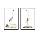 Flamingo Beauty Pair